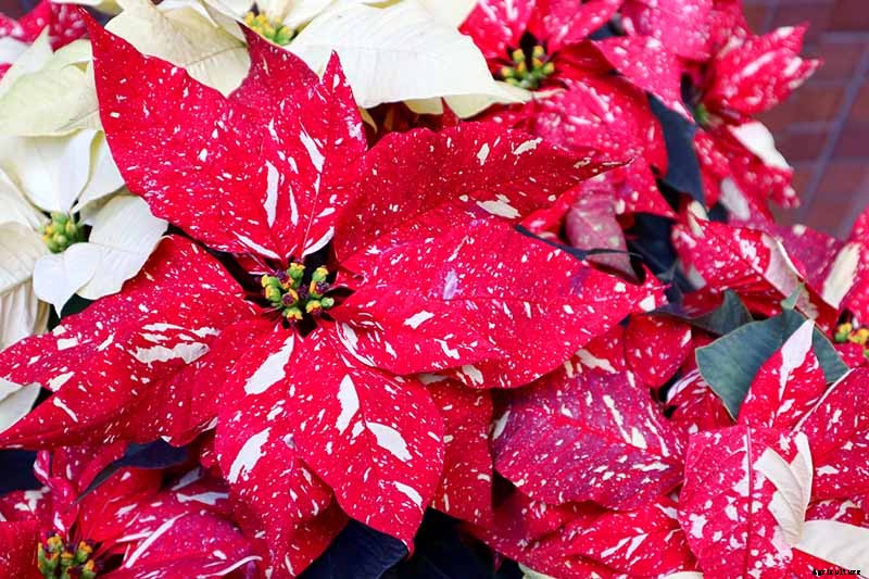 How to Grow and Care for Poinsettia Plants