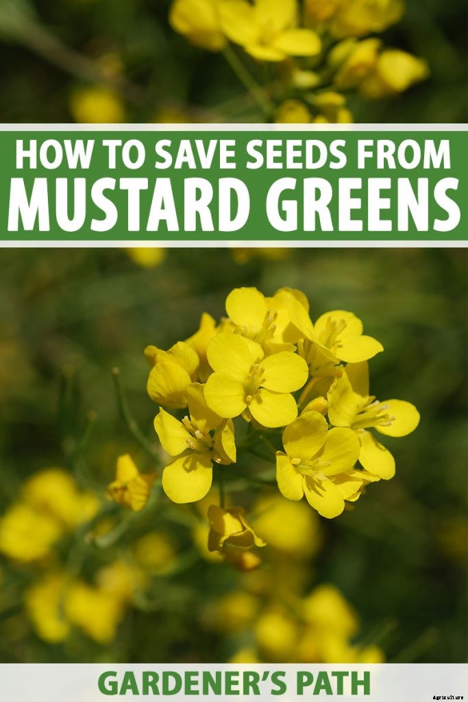How to Save Mustard Green Seeds for Planting