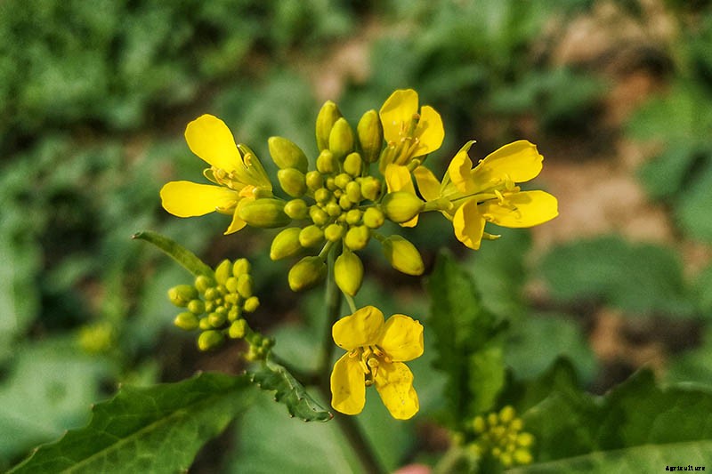 How to Save Mustard Green Seeds for Planting