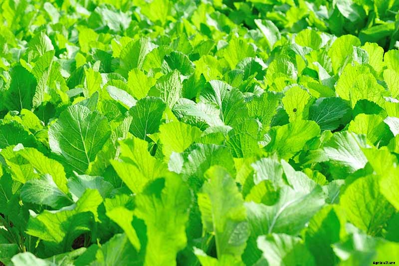 How to Save Mustard Green Seeds for Planting