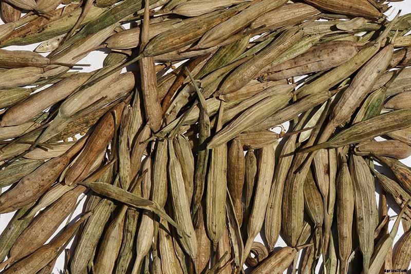 How to Save Mustard Green Seeds for Planting