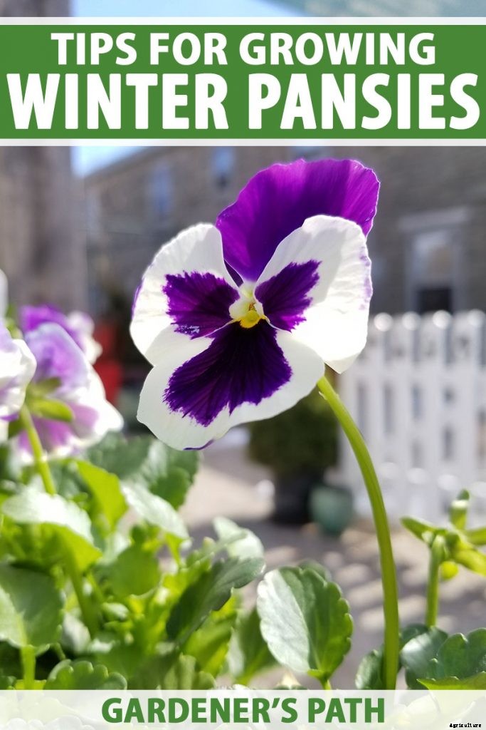 Tips for Growing Winter Pansies