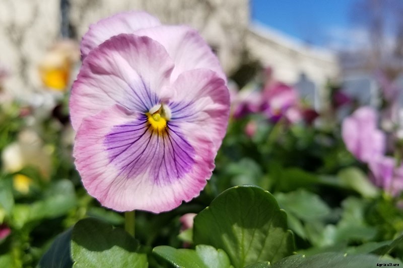 Tips for Growing Winter Pansies