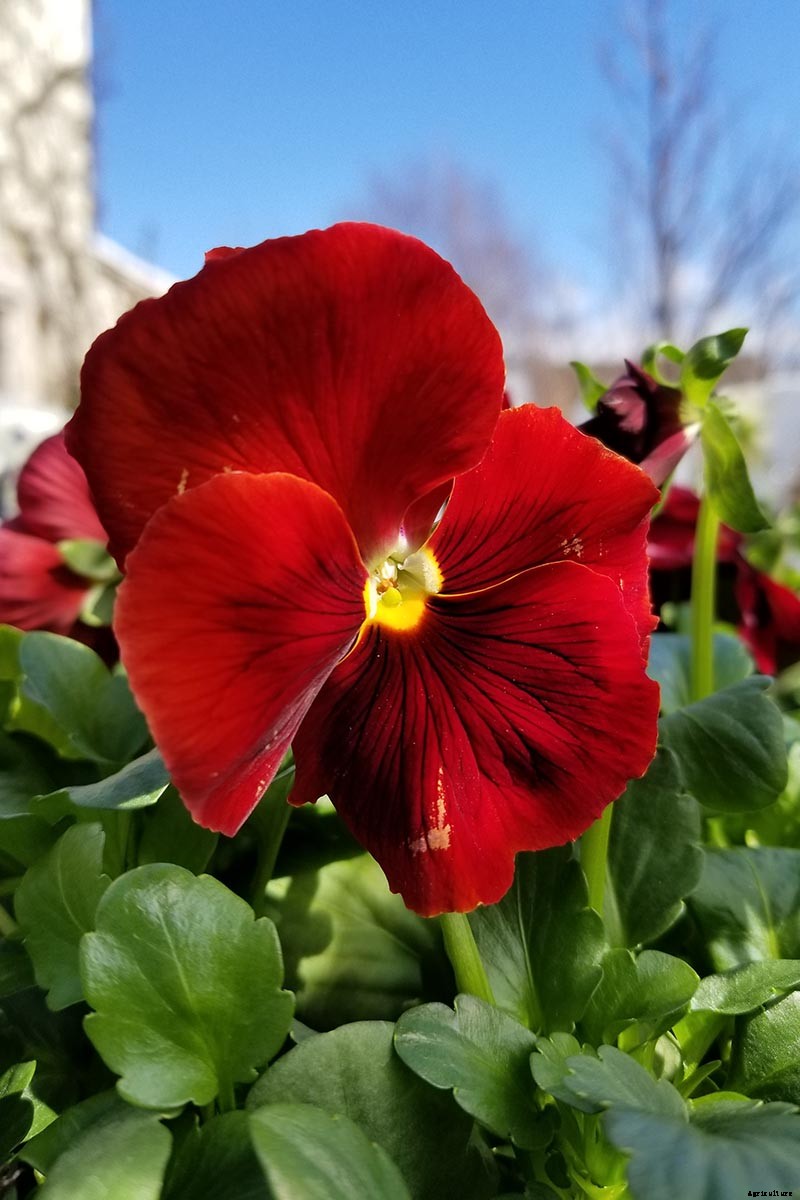 Tips for Growing Winter Pansies