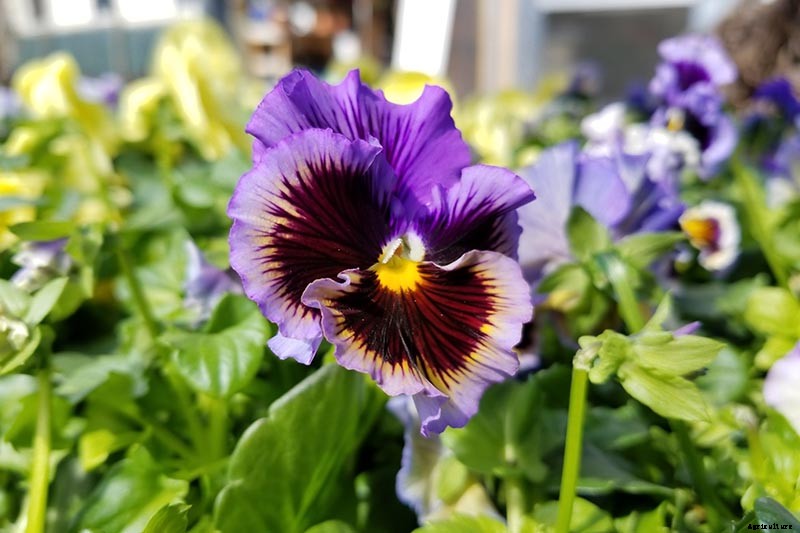 Tips for Growing Winter Pansies