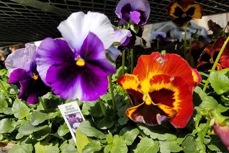 Tips for Growing Winter Pansies