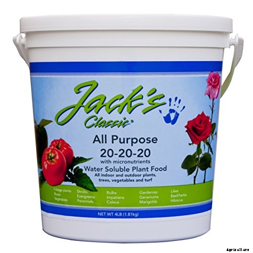 Tips for Growing Winter Pansies