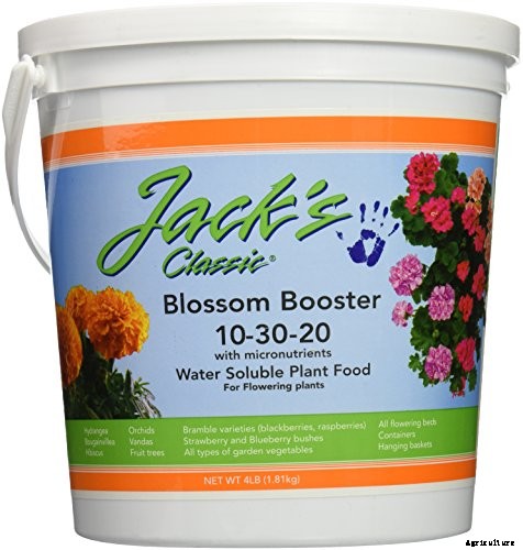 Tips for Growing Winter Pansies