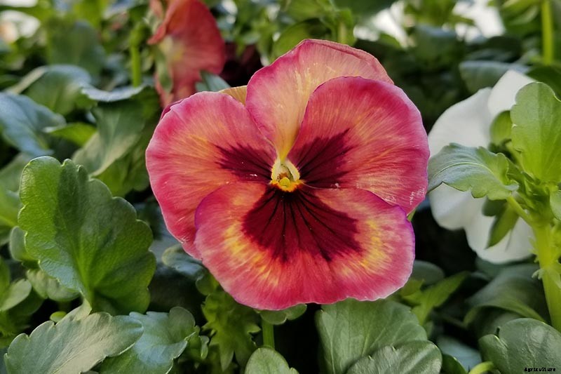 Tips for Growing Winter Pansies