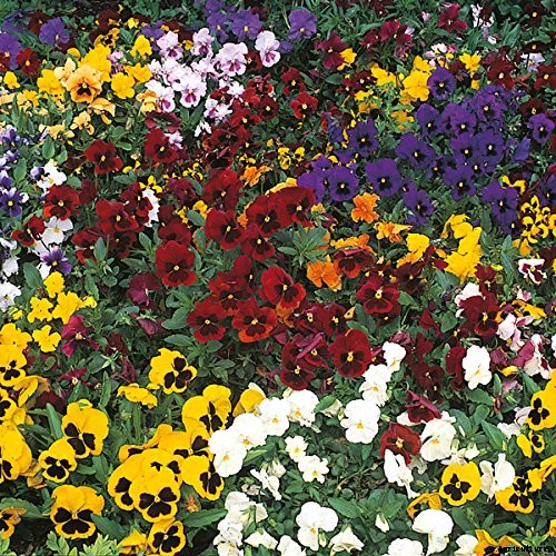 Tips for Growing Winter Pansies