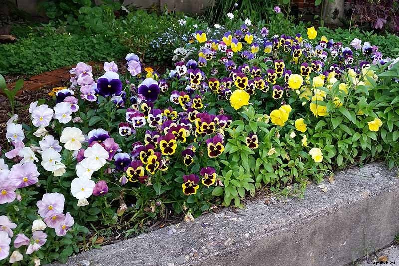 Tips for Growing Winter Pansies