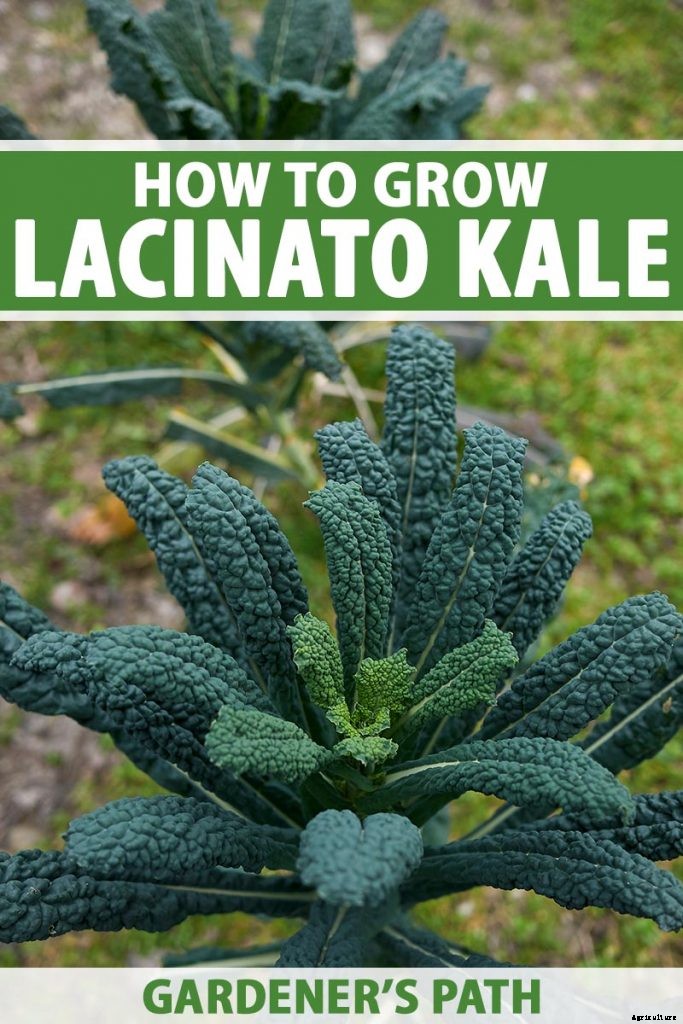 How to Grow Lacinato (Dinosaur) Kale
