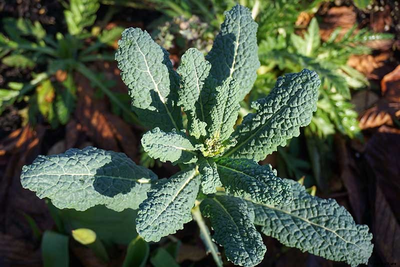 How to Grow Lacinato (Dinosaur) Kale