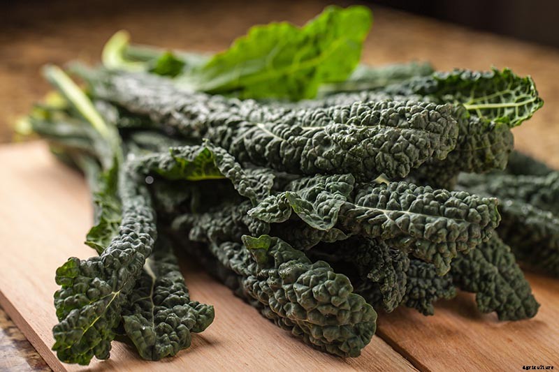 How to Grow Lacinato (Dinosaur) Kale