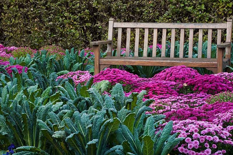 How to Grow Lacinato (Dinosaur) Kale