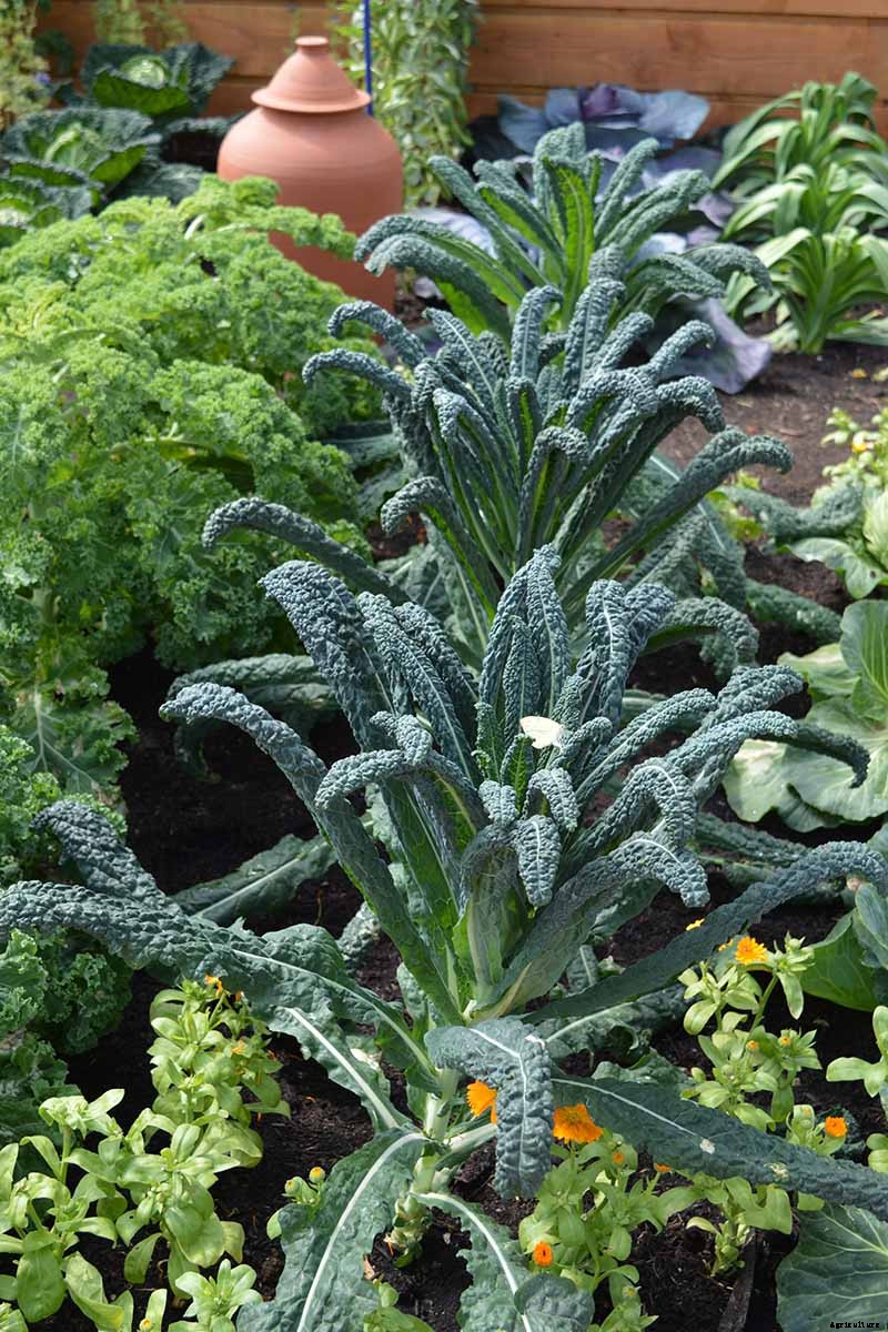 How to Grow Lacinato (Dinosaur) Kale