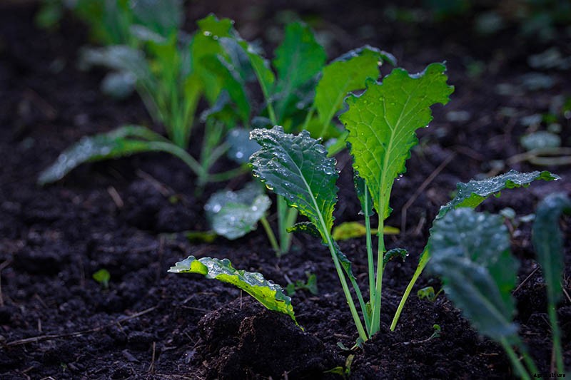 How to Grow Lacinato (Dinosaur) Kale