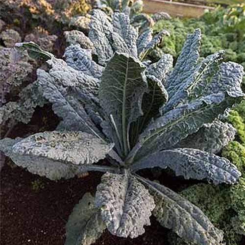 How to Grow Lacinato (Dinosaur) Kale