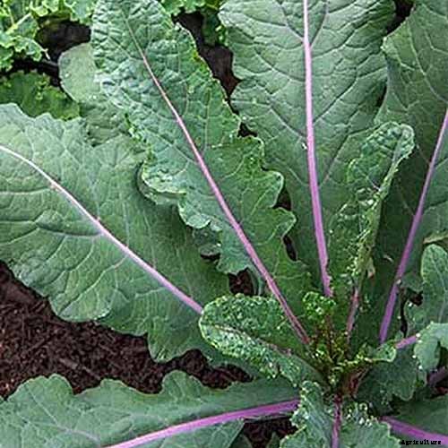 How to Grow Lacinato (Dinosaur) Kale