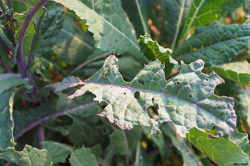 How to Grow Lacinato (Dinosaur) Kale