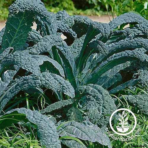 How to Grow Lacinato (Dinosaur) Kale