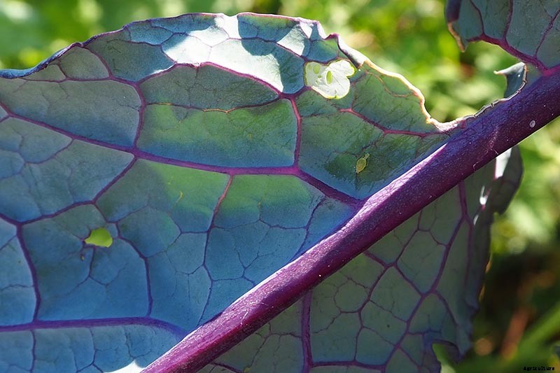 How to Grow Lacinato (Dinosaur) Kale
