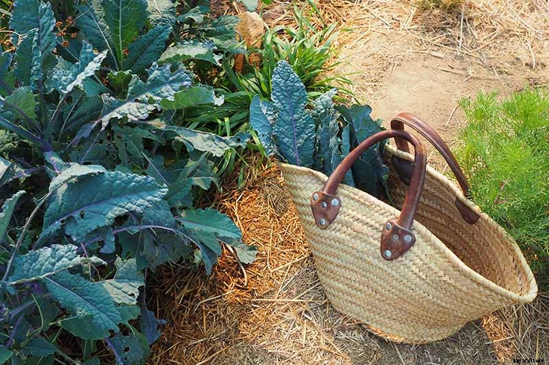 How to Grow Lacinato (Dinosaur) Kale