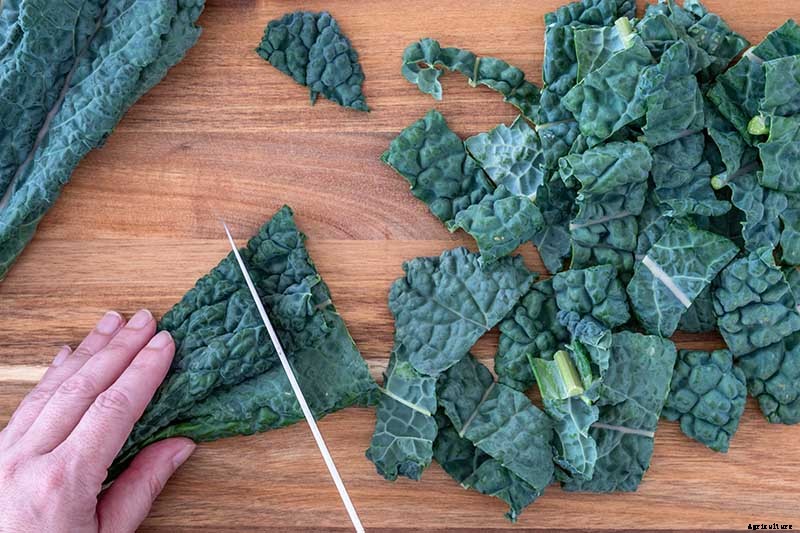 How to Grow Lacinato (Dinosaur) Kale