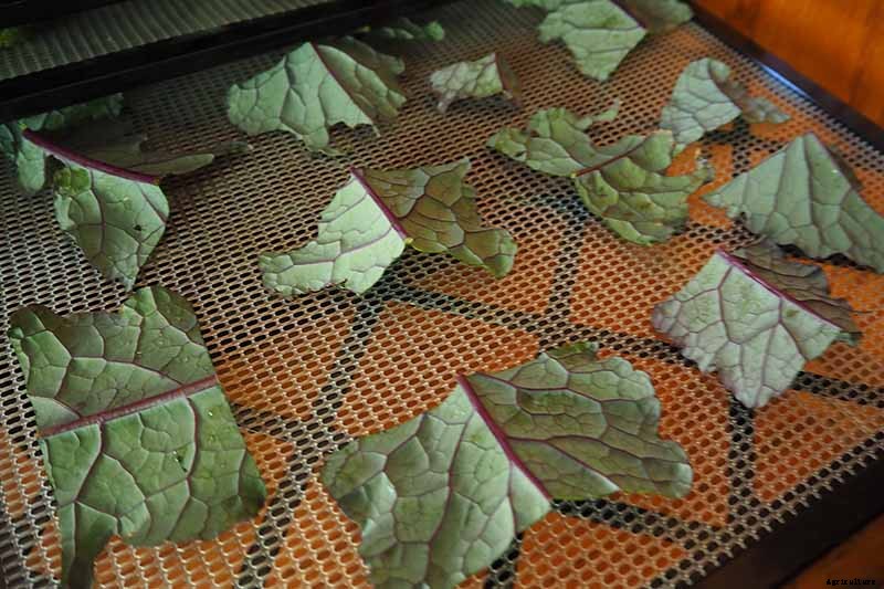 How to Grow Lacinato (Dinosaur) Kale