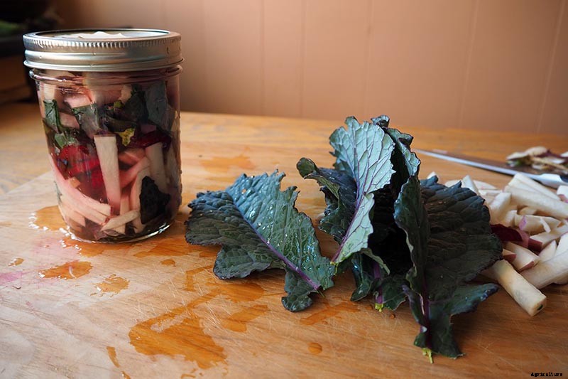 How to Grow Lacinato (Dinosaur) Kale