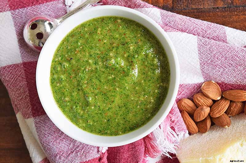 How to Grow Lacinato (Dinosaur) Kale