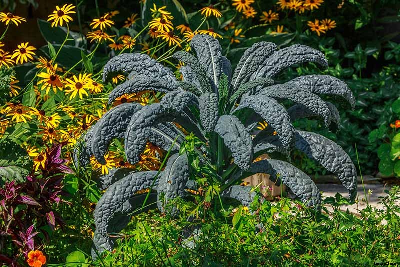 How to Grow Lacinato (Dinosaur) Kale