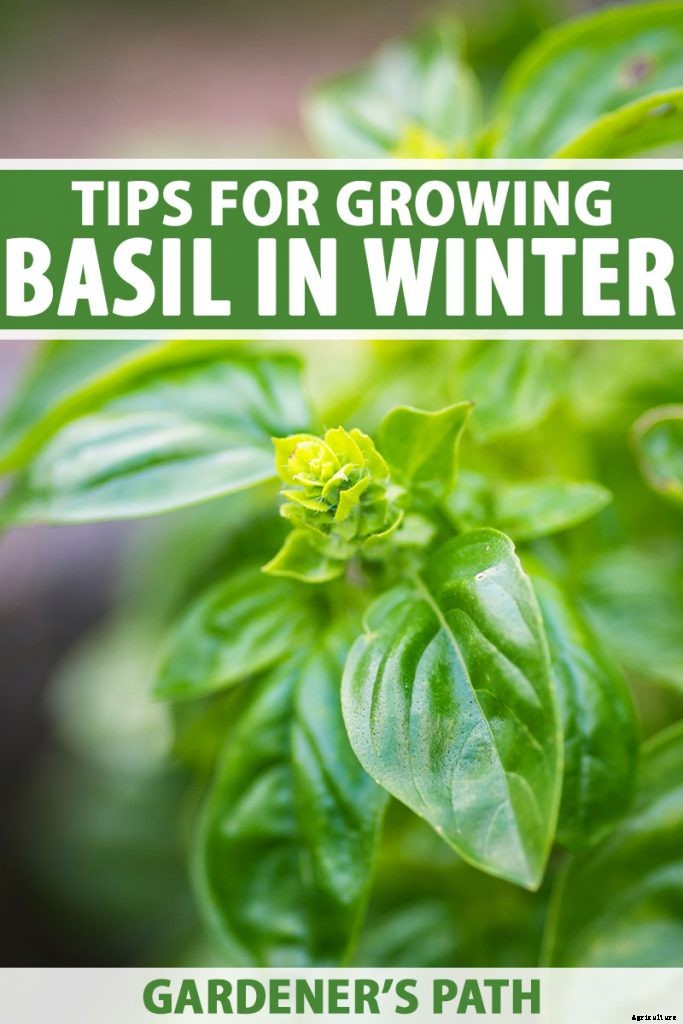 Keeping Basil When It Gets Chilly: Fall and Winter Growing Tips