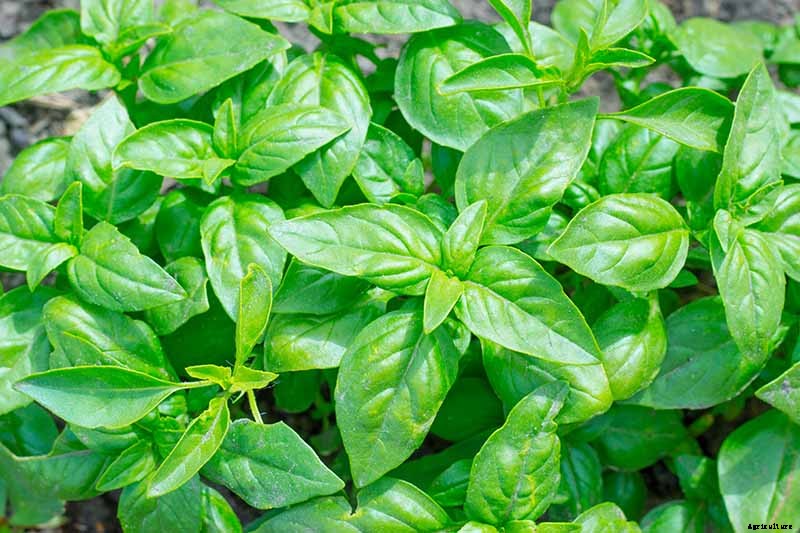 Keeping Basil When It Gets Chilly: Fall and Winter Growing Tips