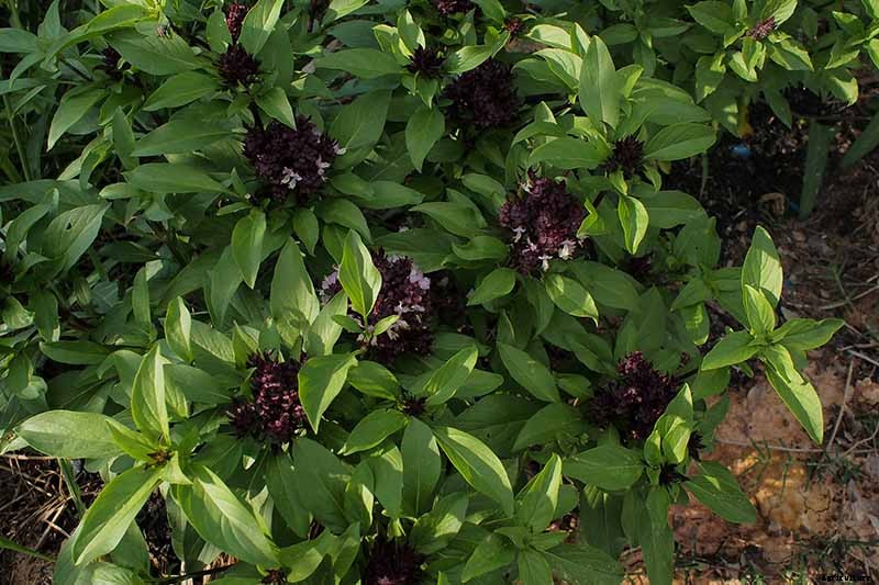 Keeping Basil When It Gets Chilly: Fall and Winter Growing Tips