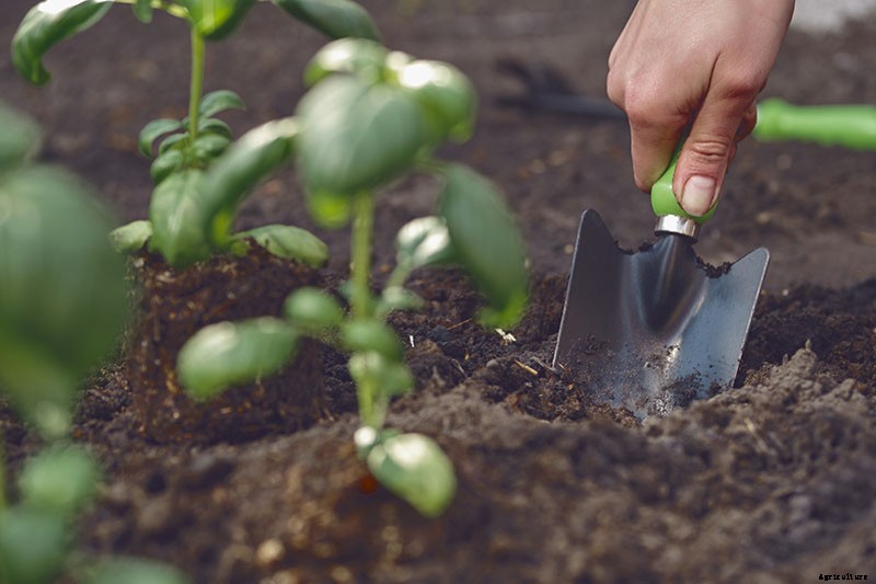 Keeping Basil When It Gets Chilly: Fall and Winter Growing Tips