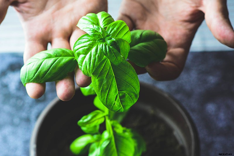 Keeping Basil When It Gets Chilly: Fall and Winter Growing Tips