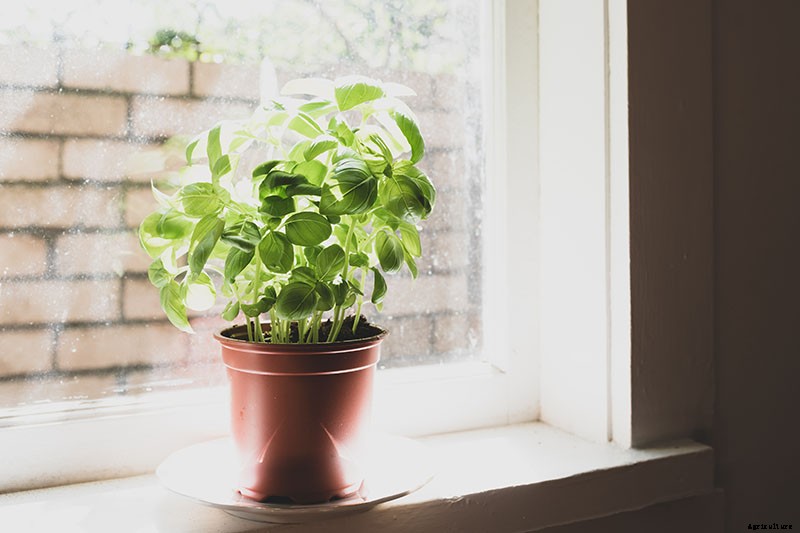 Keeping Basil When It Gets Chilly: Fall and Winter Growing Tips