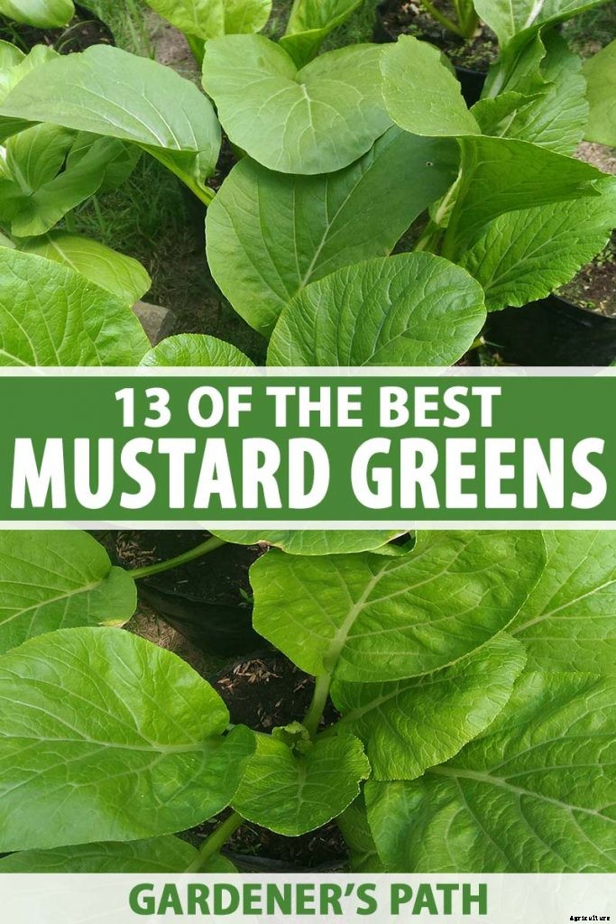 13 of the Best Varieties of Mustard Greens to Grow in Your Garden