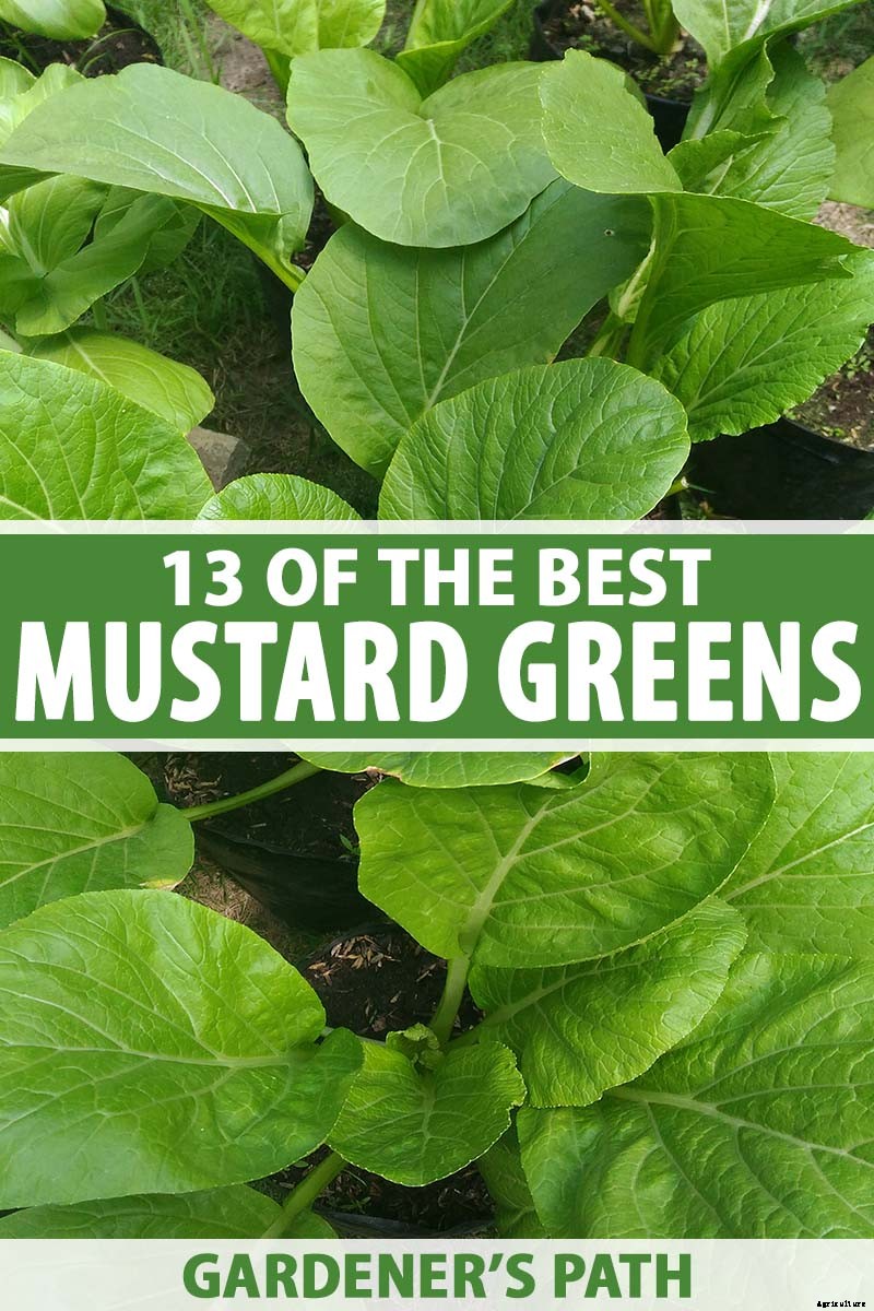 13 of the Best Varieties of Mustard Greens to Grow in Your Garden