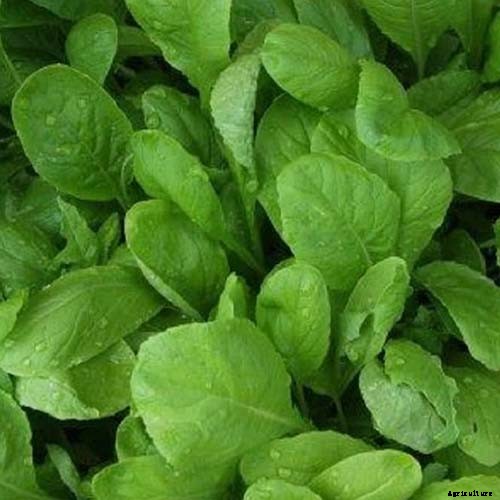 13 of the Best Varieties of Mustard Greens to Grow in Your Garden