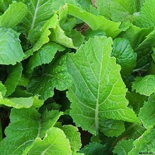13 of the Best Varieties of Mustard Greens to Grow in Your Garden