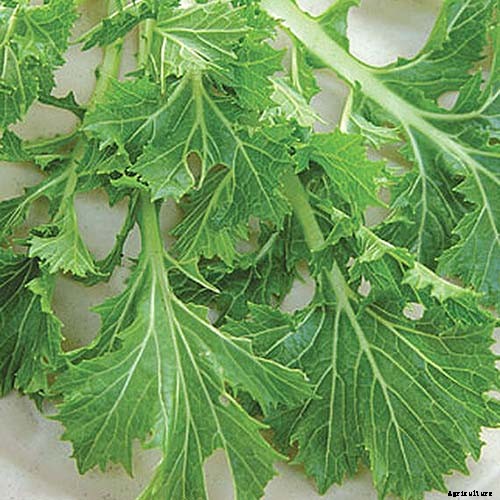 13 of the Best Varieties of Mustard Greens to Grow in Your Garden