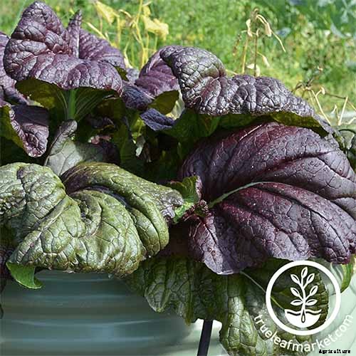 13 of the Best Varieties of Mustard Greens to Grow in Your Garden