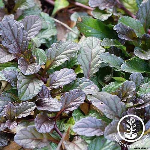 13 of the Best Varieties of Mustard Greens to Grow in Your Garden