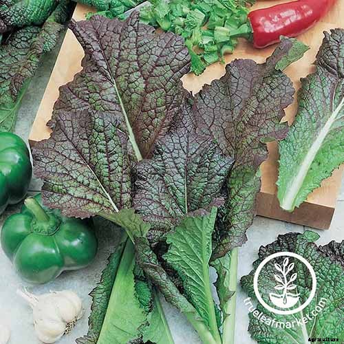 13 of the Best Varieties of Mustard Greens to Grow in Your Garden