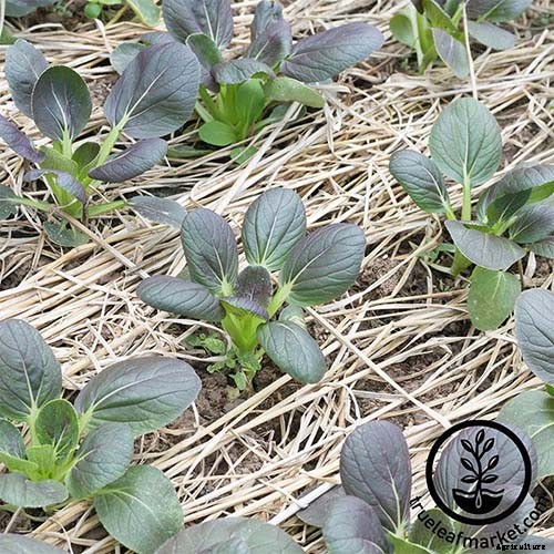 13 of the Best Varieties of Mustard Greens to Grow in Your Garden