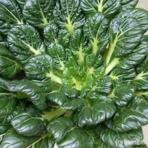 13 of the Best Varieties of Mustard Greens to Grow in Your Garden