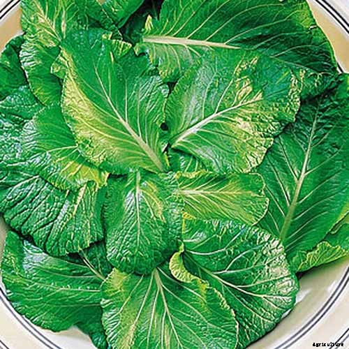 13 of the Best Varieties of Mustard Greens to Grow in Your Garden
