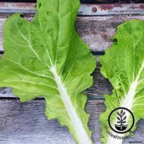 13 of the Best Varieties of Mustard Greens to Grow in Your Garden